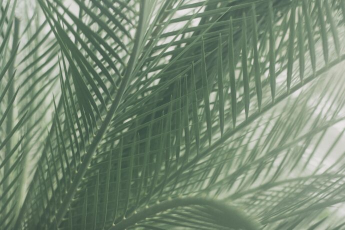 Palm Sunday Palmsonntag